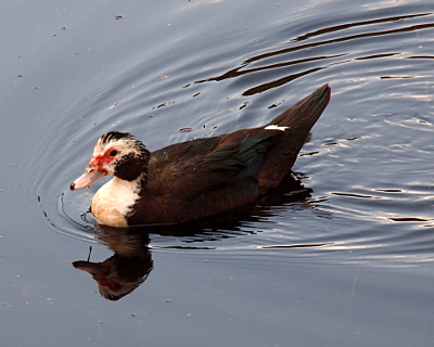 [Side view of a female duck swimming from right to left at an angle toward the camera. She has a white patch around her eye and across her forhead, but the rest of her head is black. Her body is all dark except for the very front of her chest and a small patch near her tail.]